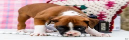Boxer dogs for sale: Charity - Ad 9
