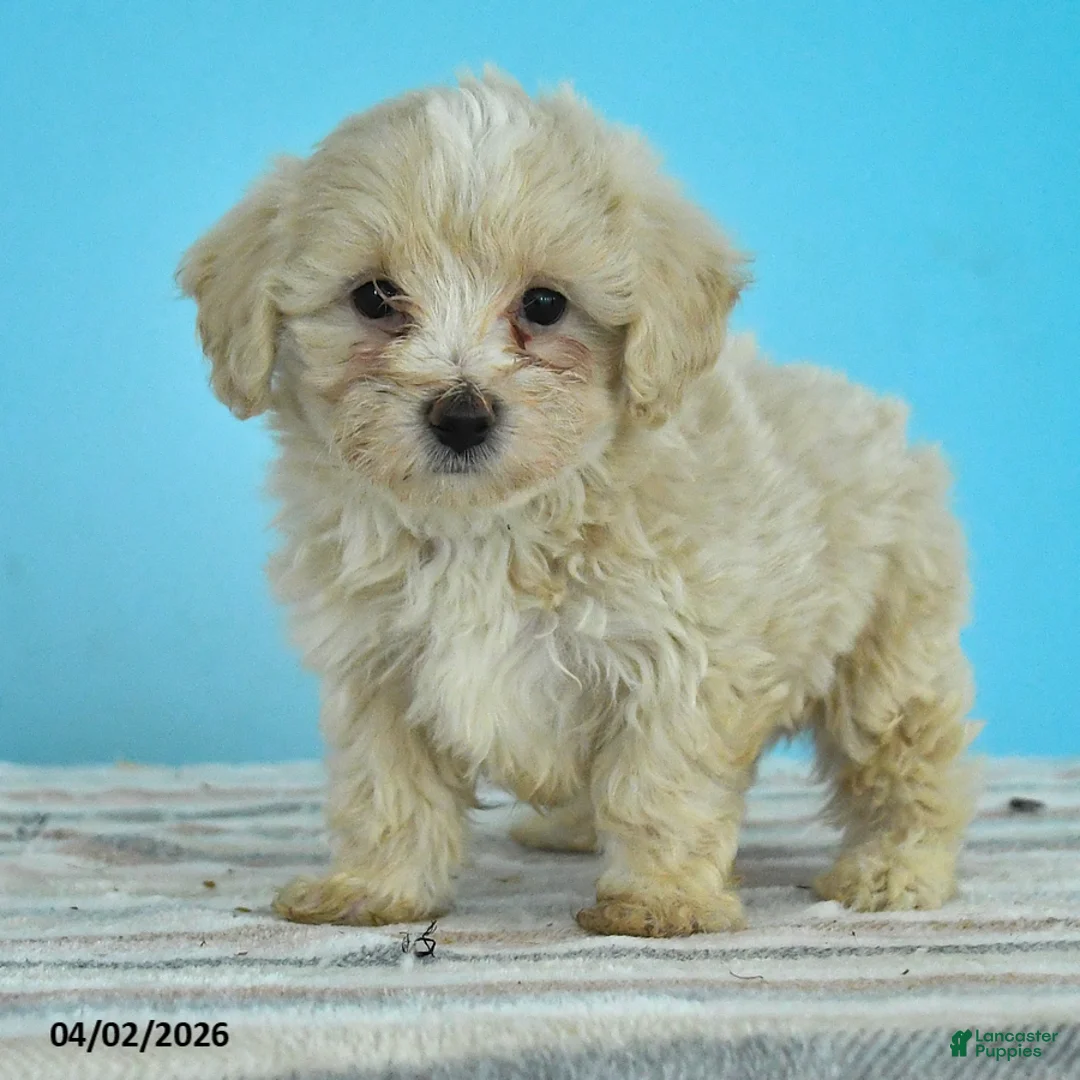 Maltipoo dogs for sale: Leo - Ad 3