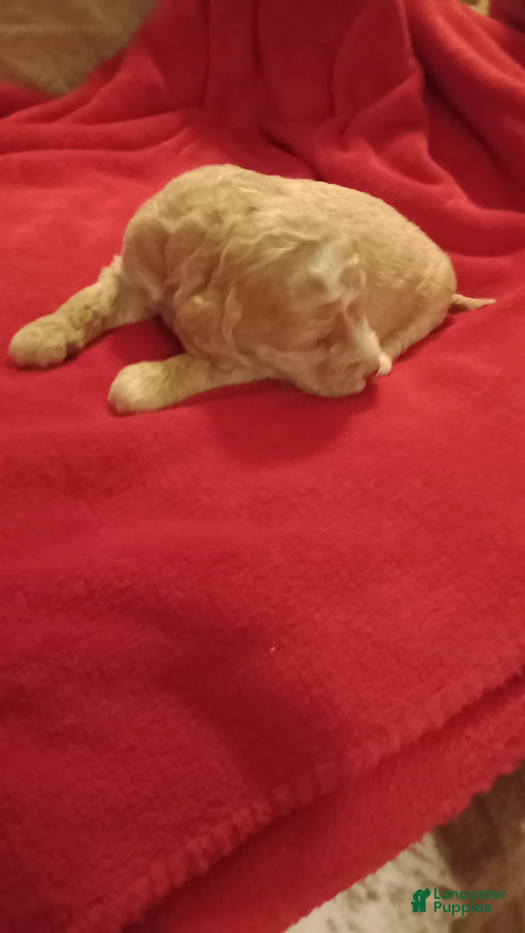 Standard Poodle dogs for sale: duke - Ad 4