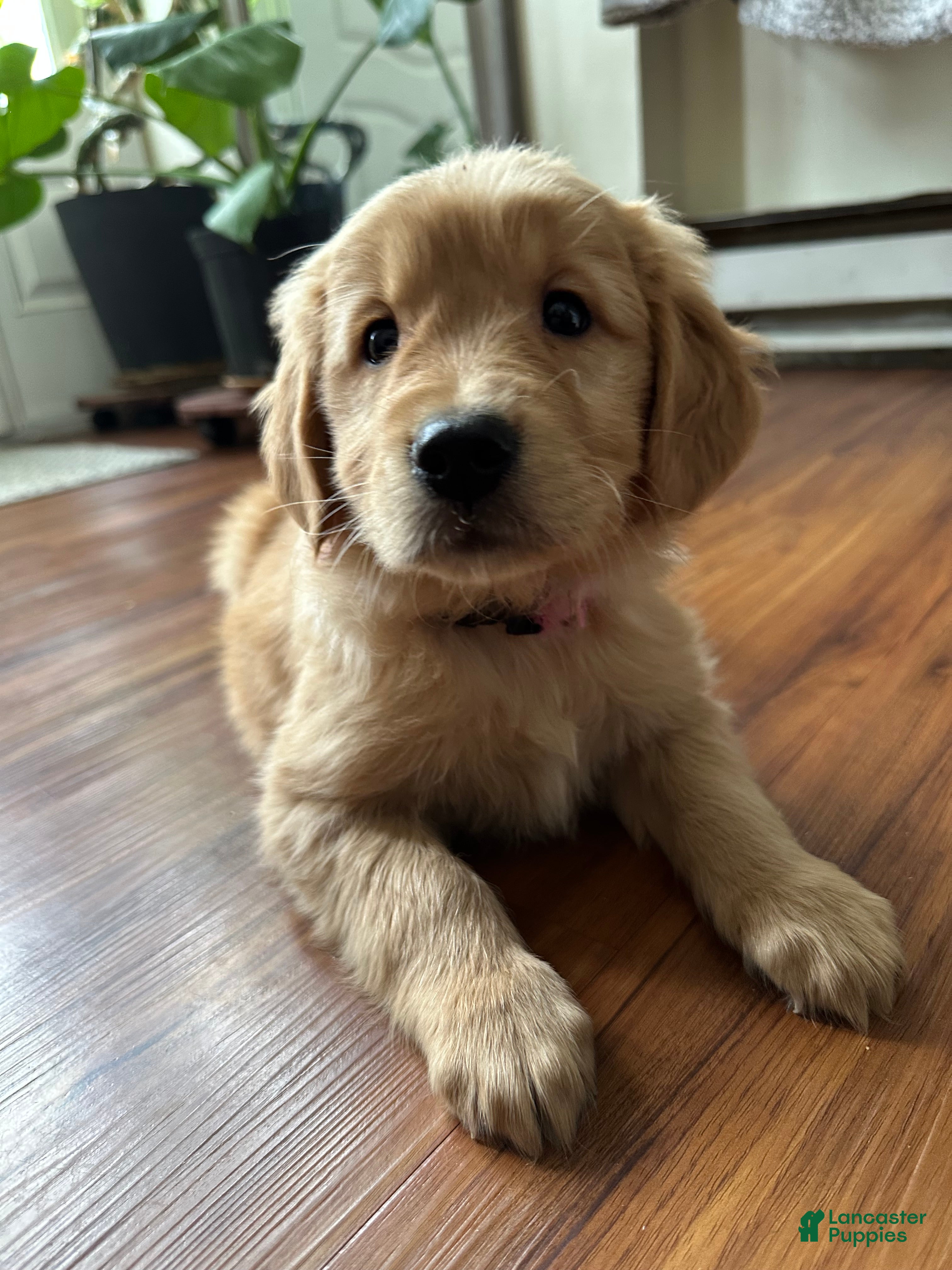 Golden Retriever dogs Eve - Ad 39