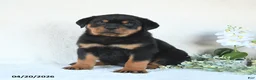 Rottweiler dogs for sale: Clay - Ad 2