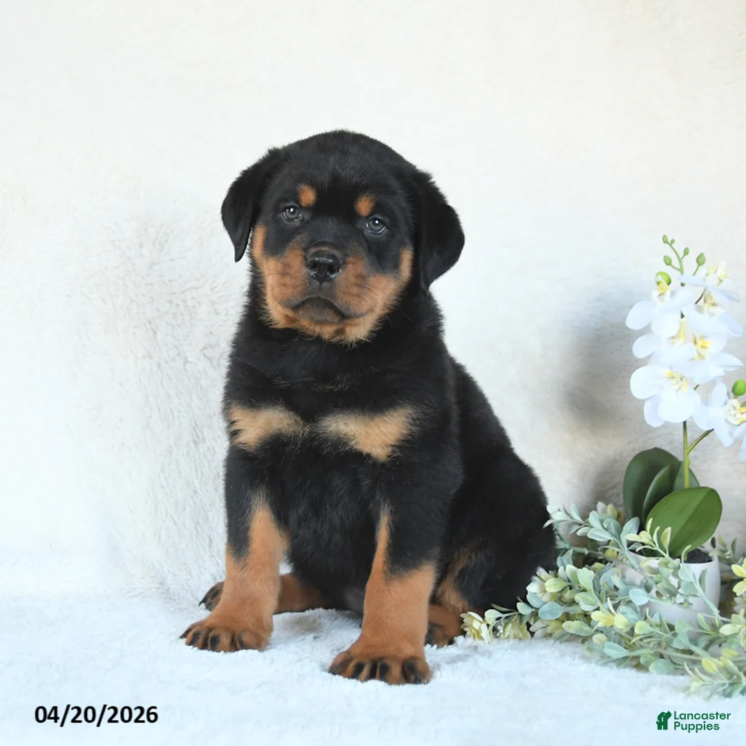 Rottweiler dogs for sale: Clay - Ad 2