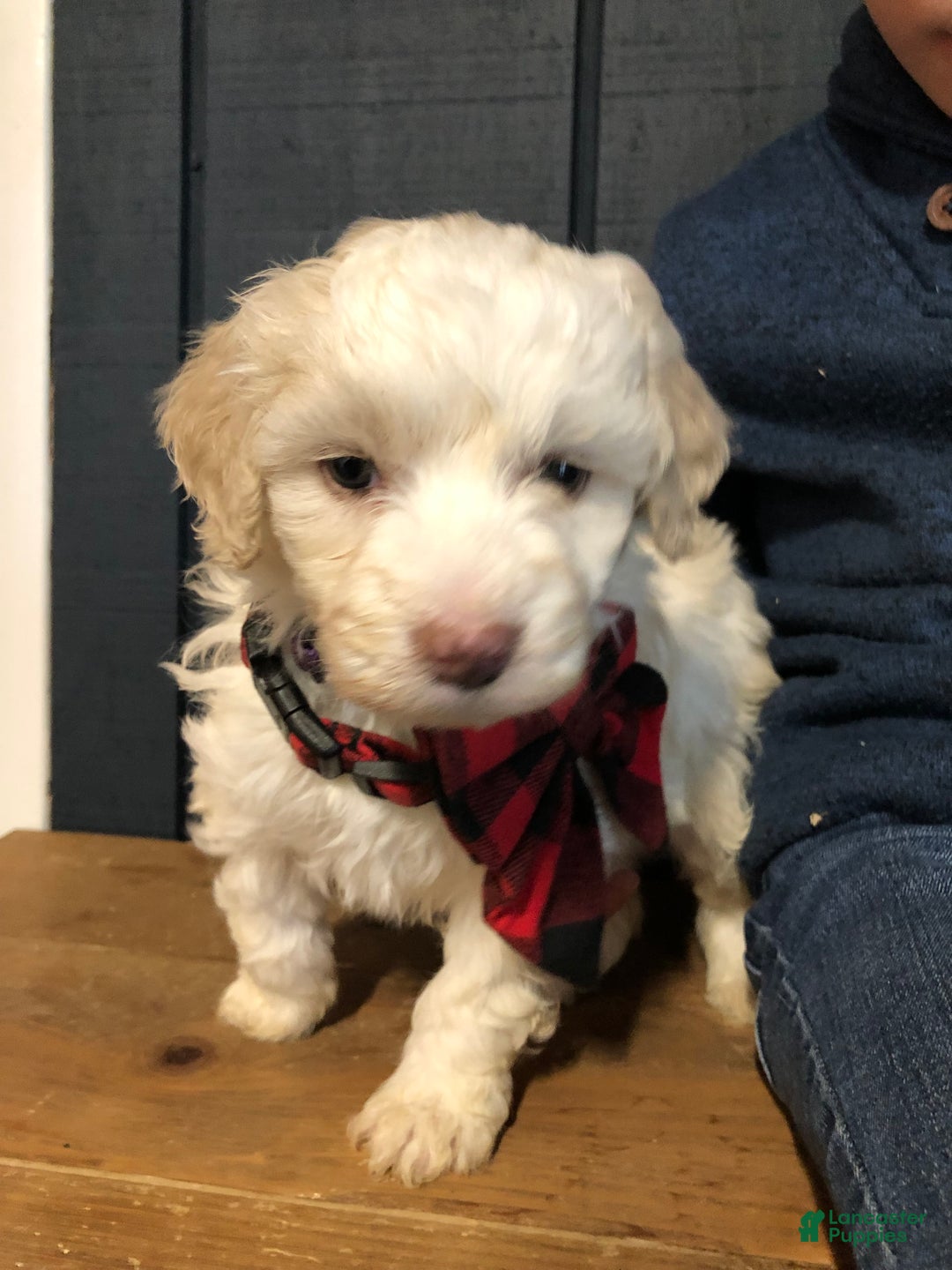 Aussiedoodle dogs for sale: Snowflake  - Ad 3