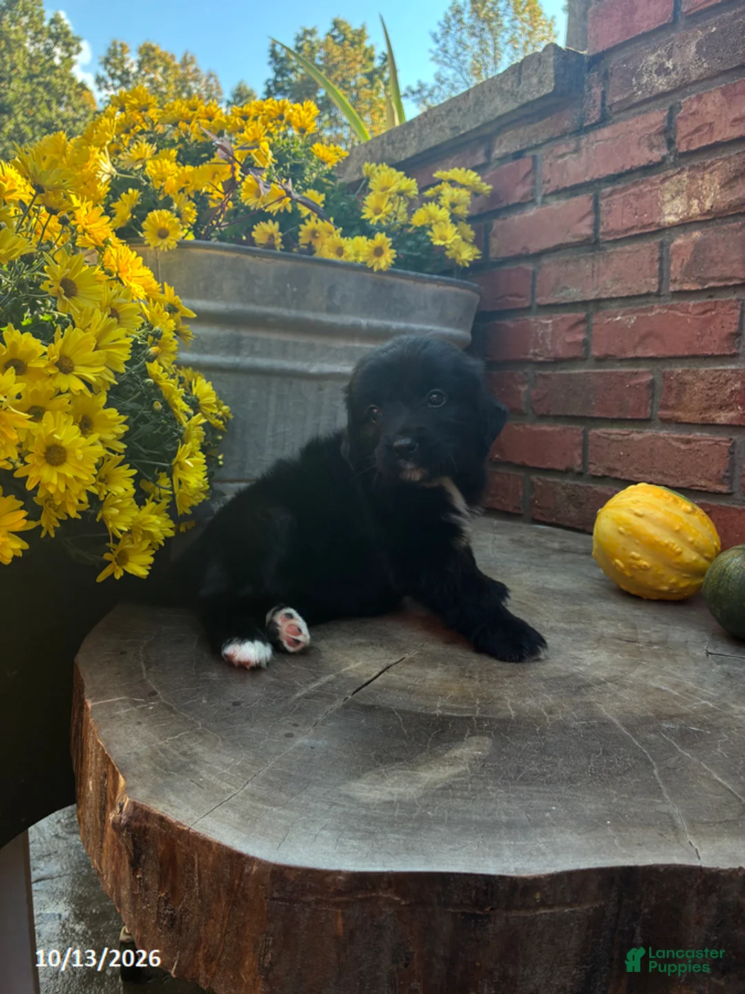 Mini Bernedoodle dogs for sale: Jasper - Ad 1