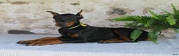 Doberman Pinscher dogs for sale: Sparky - Ad 7
