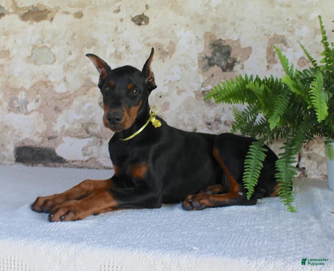 Doberman Pinscher dogs for sale: Sparky - Ad 7