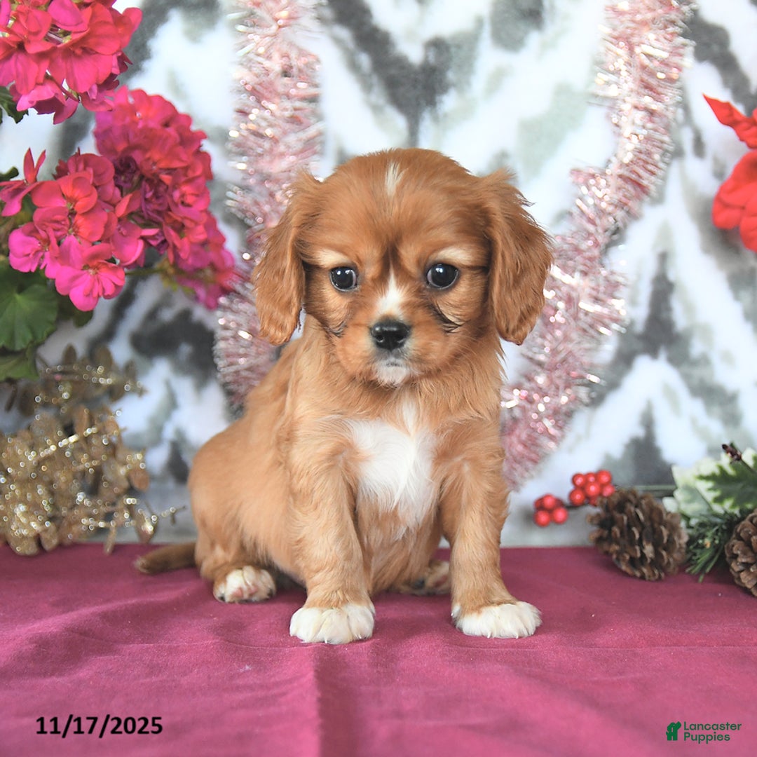 Cavalier King Charles Spaniel dogs for sale: Scamp  - Ad 2