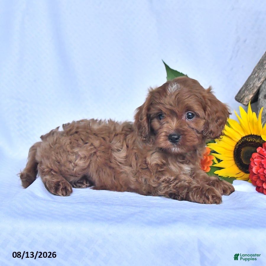 Cavapoo dogs Andre - Ad 2
