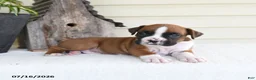 Boxer dogs for sale: Pluto - Ad 4