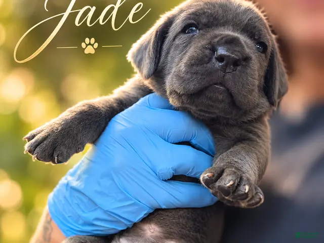 Cane Corso dogs Jade - Ad 2