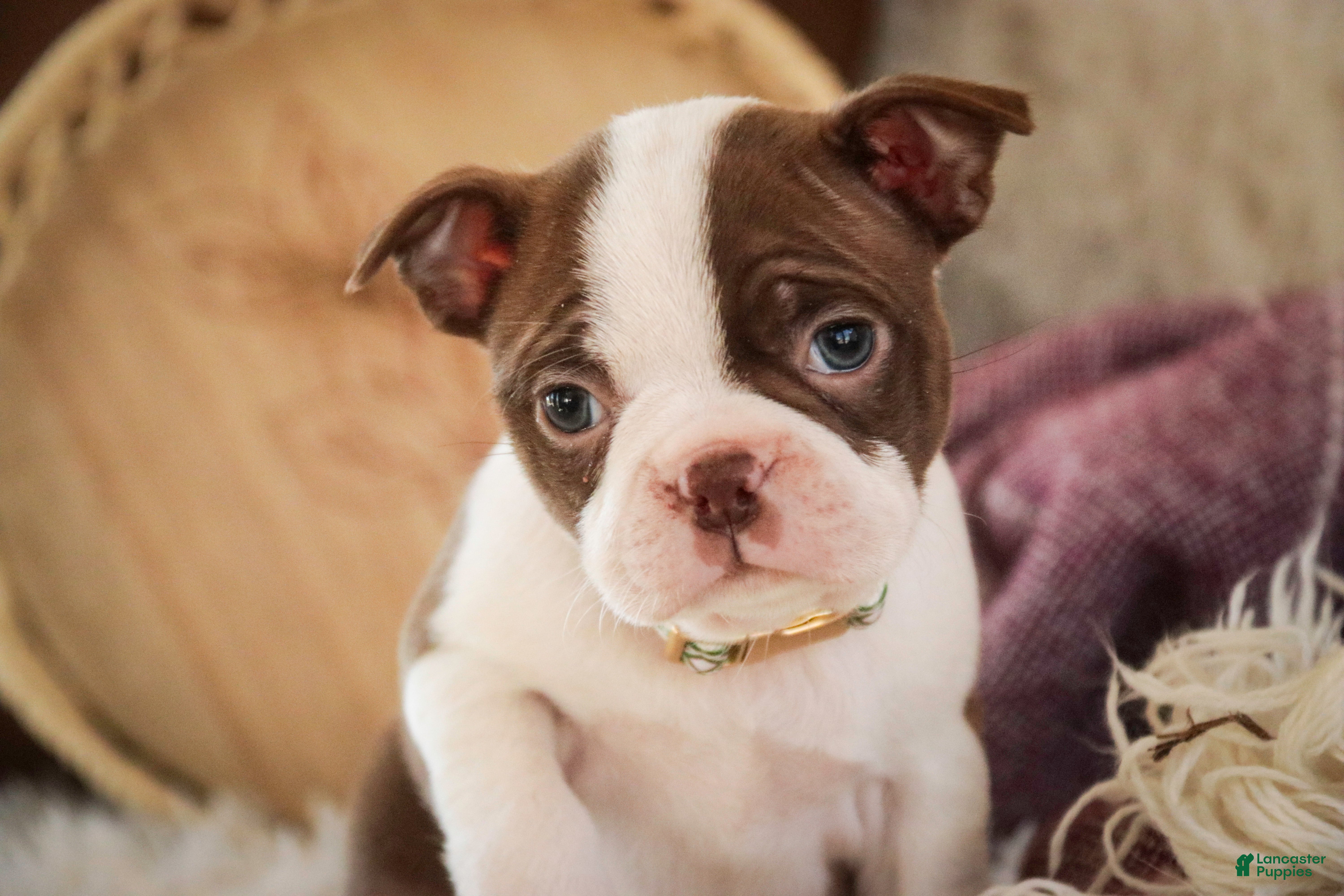 Boston Terrier dogs Crickett - Ad 2