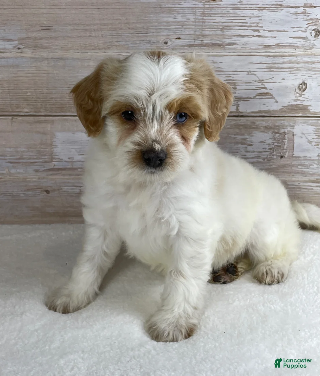 Bernedoodle dogs for sale: Violet - Ad 1