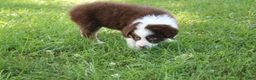 Australian Shepherd dogs for sale: Serena - Ad 4