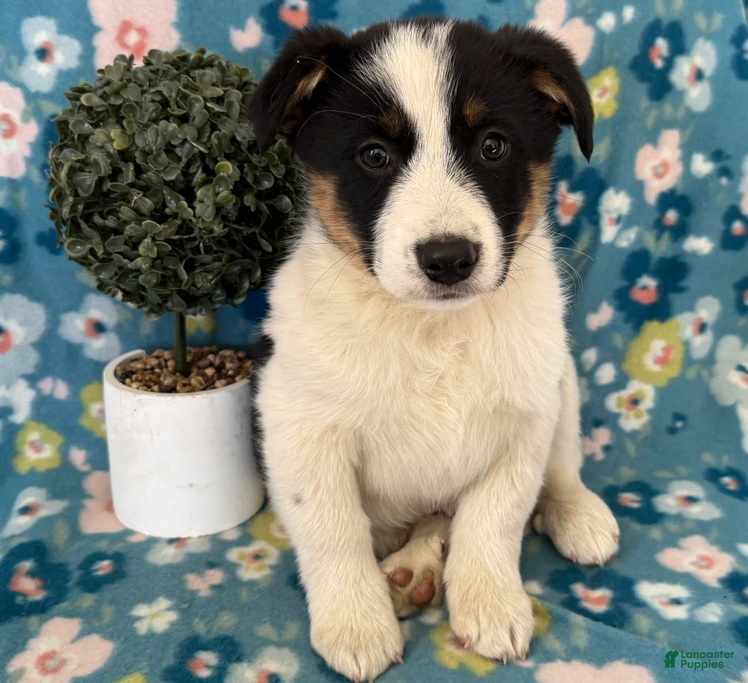 Mixed Breed dogs for sale: Sparky  - Ad 2