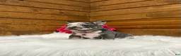 French Bulldog dogs for sale: Posie - Ad 6