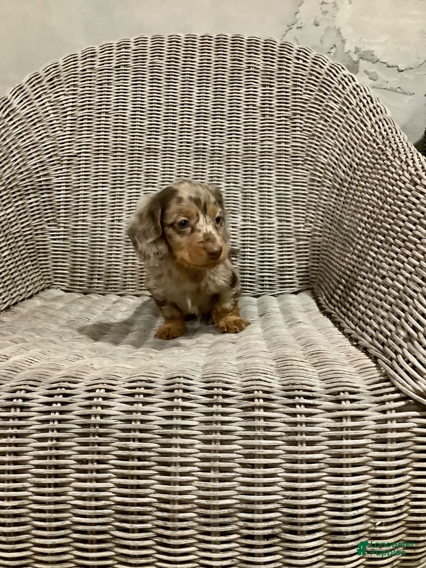 Miniature Dachshund dogs for sale: Milo - Ad 1