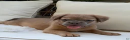 French Bulldog dogs for sale: Slate - Ad 2