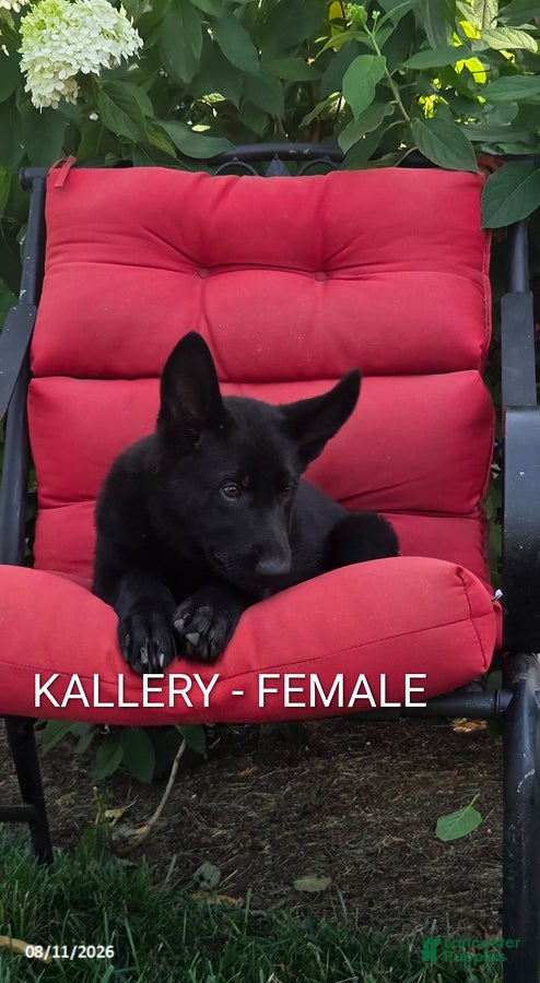 German Shepherd dogs for sale: Kallery - Ad 4