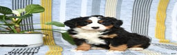 Bernese Mountain Dog dogs for sale: Barkey - Ad 3