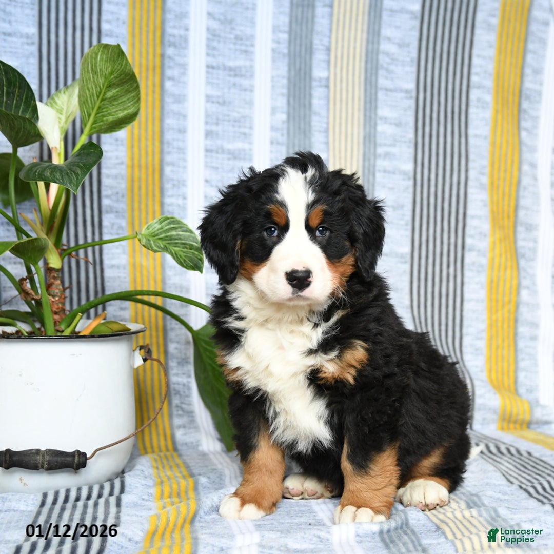 Bernese Mountain Dog dogs for sale: Barkey - Ad 3