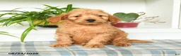 Mini Goldendoodle dogs for sale: Trevor - Ad 5