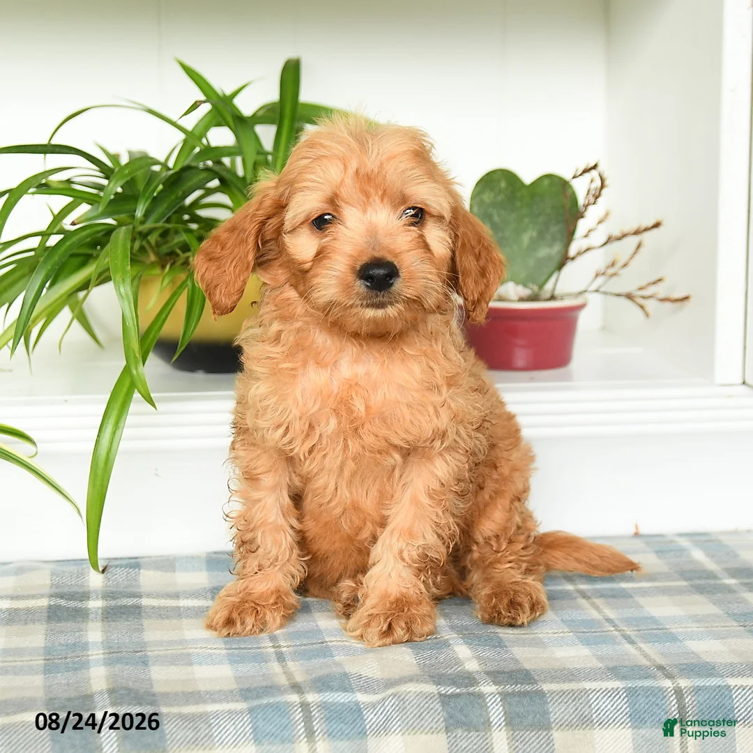 Mini Goldendoodle dogs for sale: Trevor - Ad 5