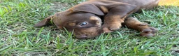 Catahoula Leopard Dog dogs for sale: Foxy Lady - Ad 3