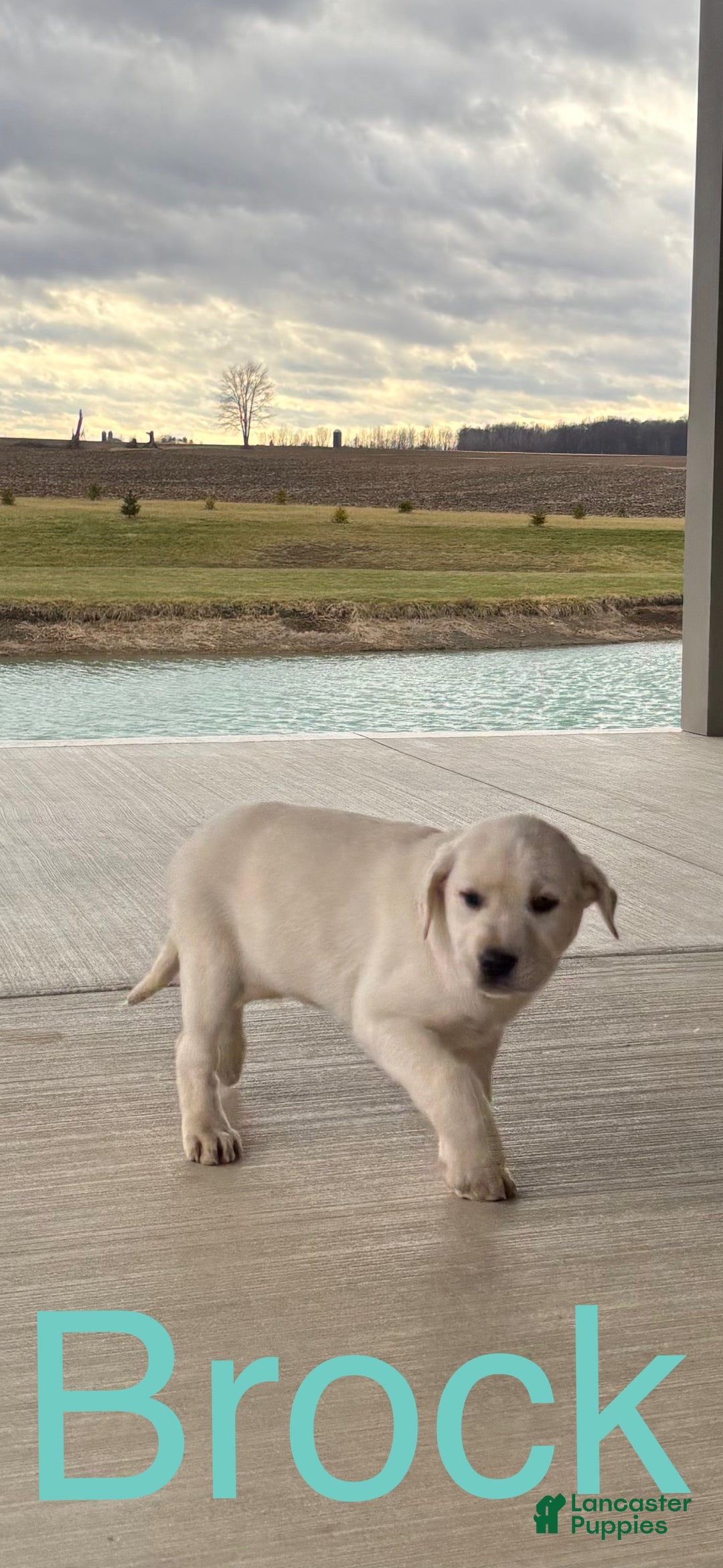 Mixed Breed dogs for sale: Mixed Breed Puppy 1 - Ad 1