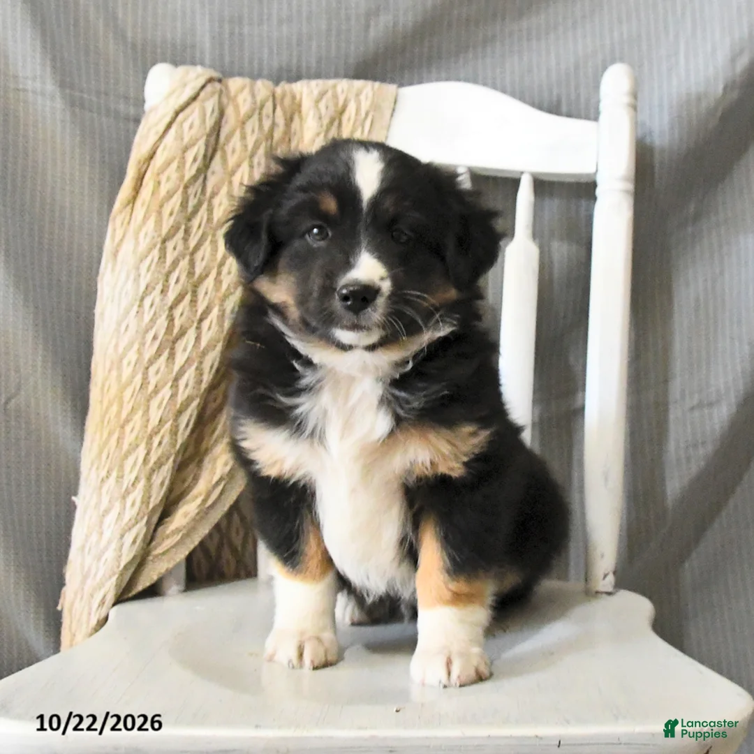 Miniature Australian Shepherd dogs for sale: Lollipop - Ad 1
