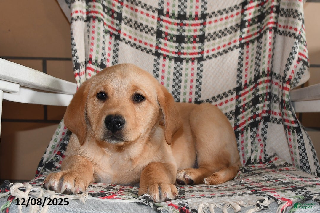 Labrador Retriever dogs for sale: Moose - Ad 4