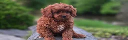 Cavapoo dogs for sale: Hudson - Ad 10