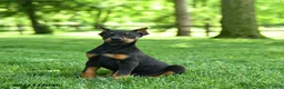 Doberman Pinscher dogs for sale: Lion - Ad 1