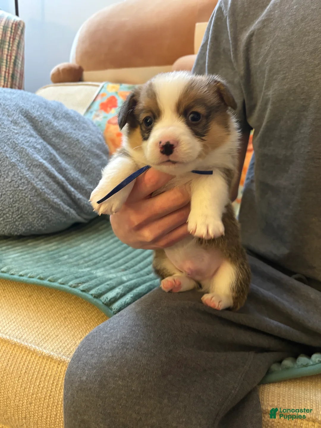 Welsh Corgi Pembroke dogs for sale: Welsh Corgi Pembroke Puppy 3 - Ad 1