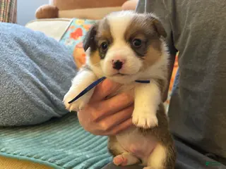 Welsh Corgi Pembroke dogs Welsh Corgi Pembroke Puppy 3 - Ad 34