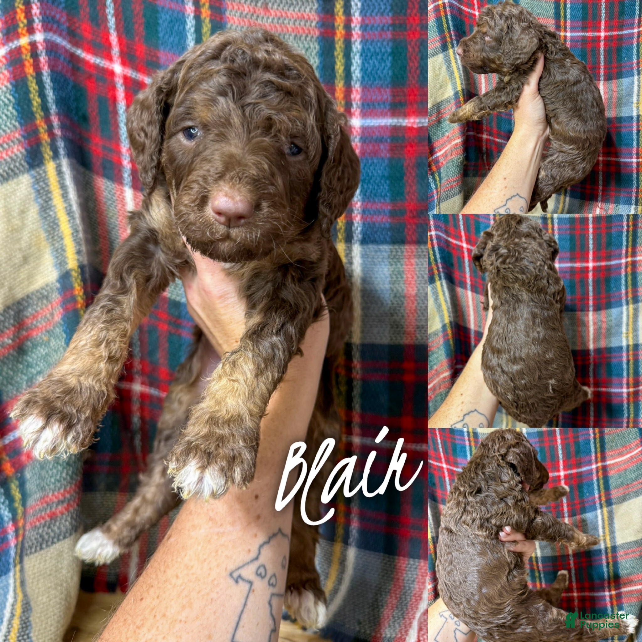 Saint Berdoodles dogs Blair - Ad 9