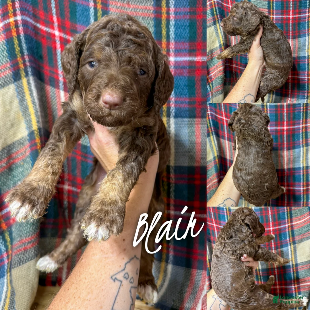 Saint Berdoodles dogs for sale: Blair - Ad 1