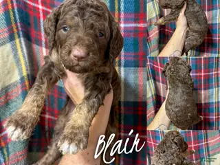 Saint Berdoodles dogs Blair - Ad 9