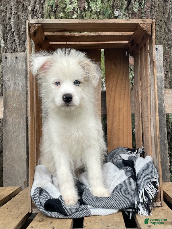 Mixed Breed dogs Lamar - Ad 2