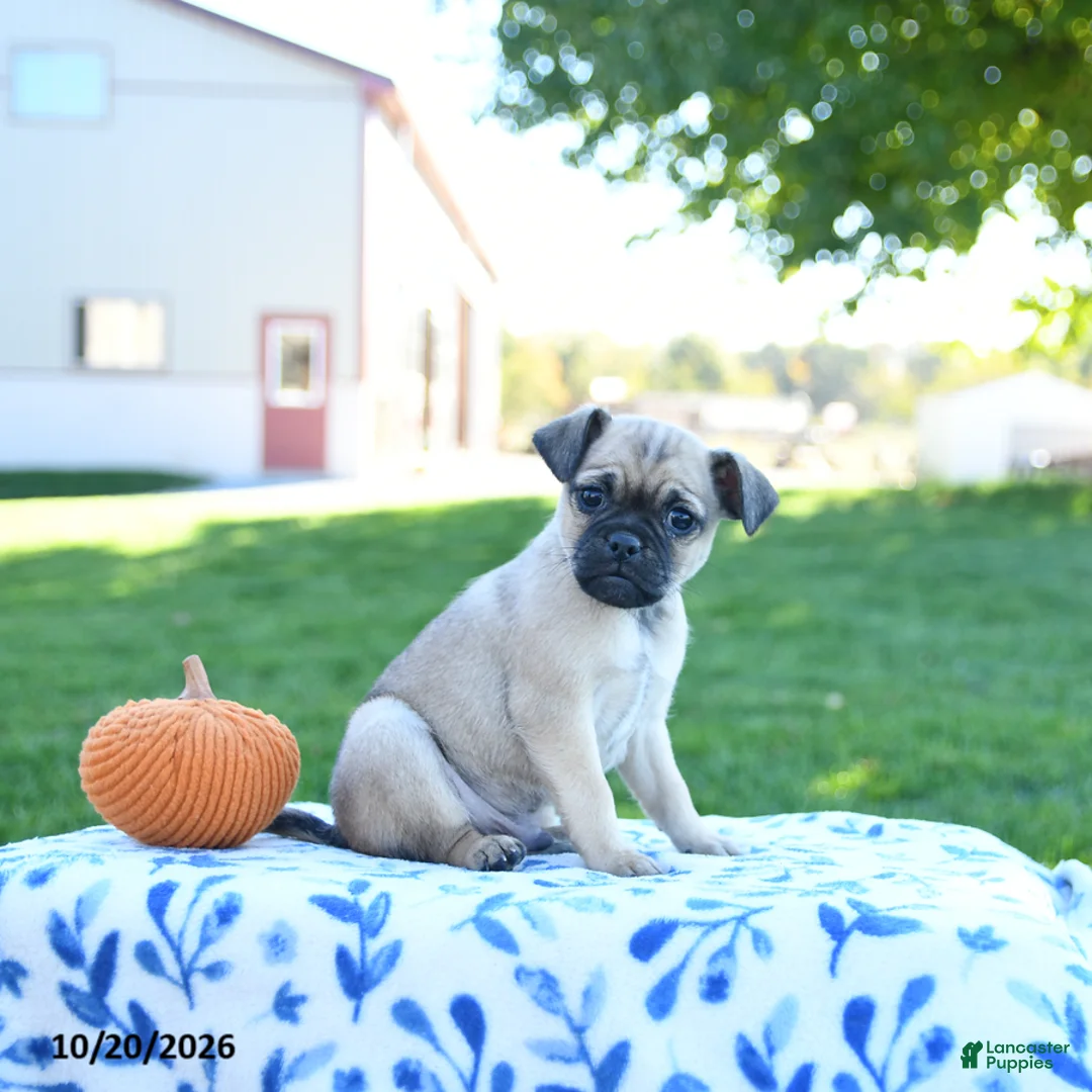 Jug dogs for sale: Pumpkin - Ad 2