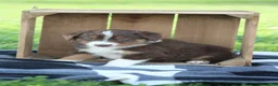 Australian Shepherd dogs for sale: Milly  - Ad 2