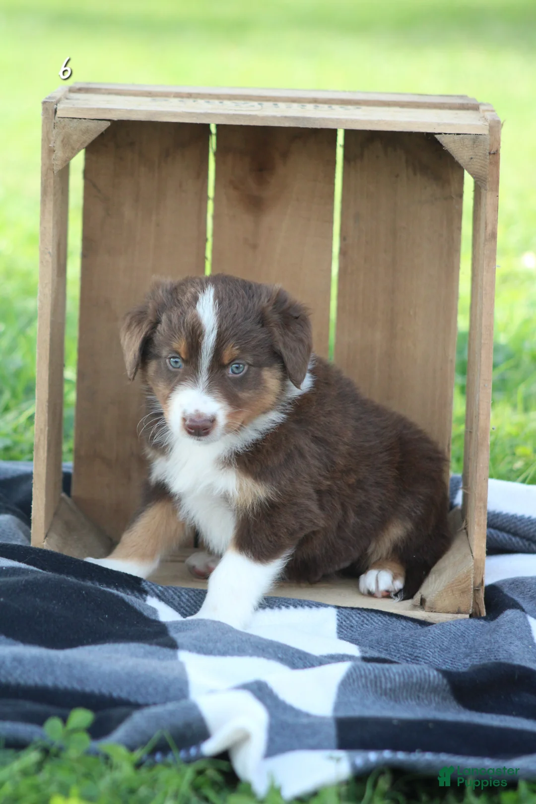Australian Shepherd dogs for sale: Milly  - Ad 2