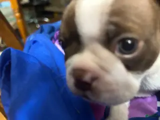 Boston Terrier dogs for sale: Lu - Lu - Ad 1