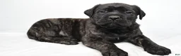 English Mastiff dogs for sale: Border - Ad 2