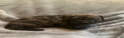 English Mastiff dogs for sale: English Mastiff Puppy 5 - Ad 9