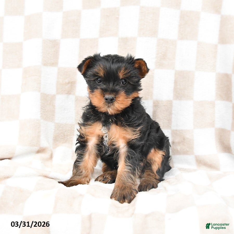 Yorkshire Terrier dogs Rusty - Ad 1