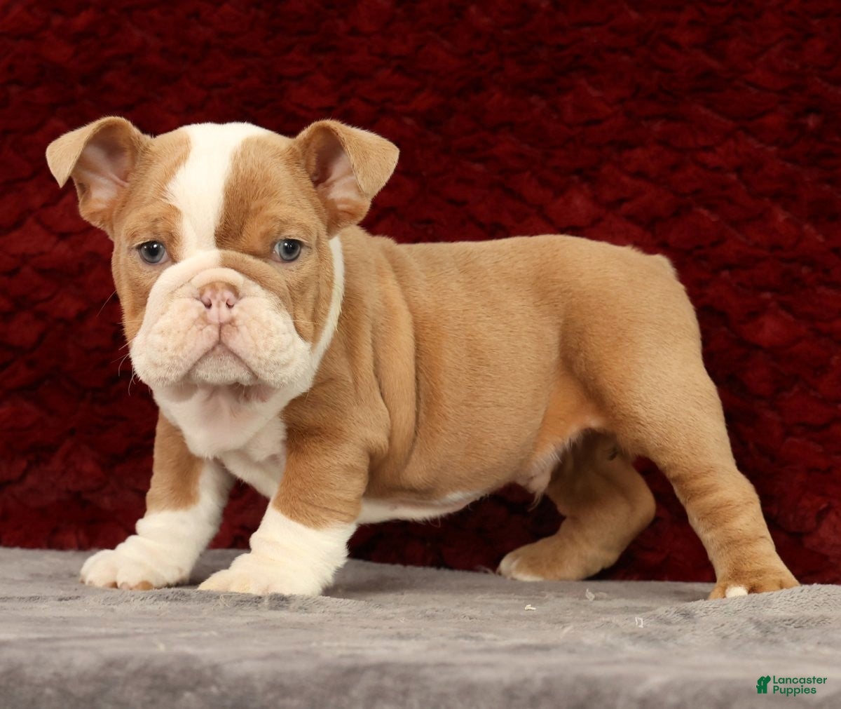 English Bulldog dogs for sale: English Bulldog Puppy 2 - Ad 2