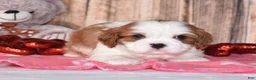 Cavalier King Charles Spaniel dogs for sale: Zeke - Ad 3