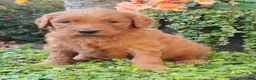 Goldendoodle dogs for sale: Rover - Ad 5