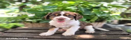 English Springer Spaniel dogs for sale: Ember - Ad 3