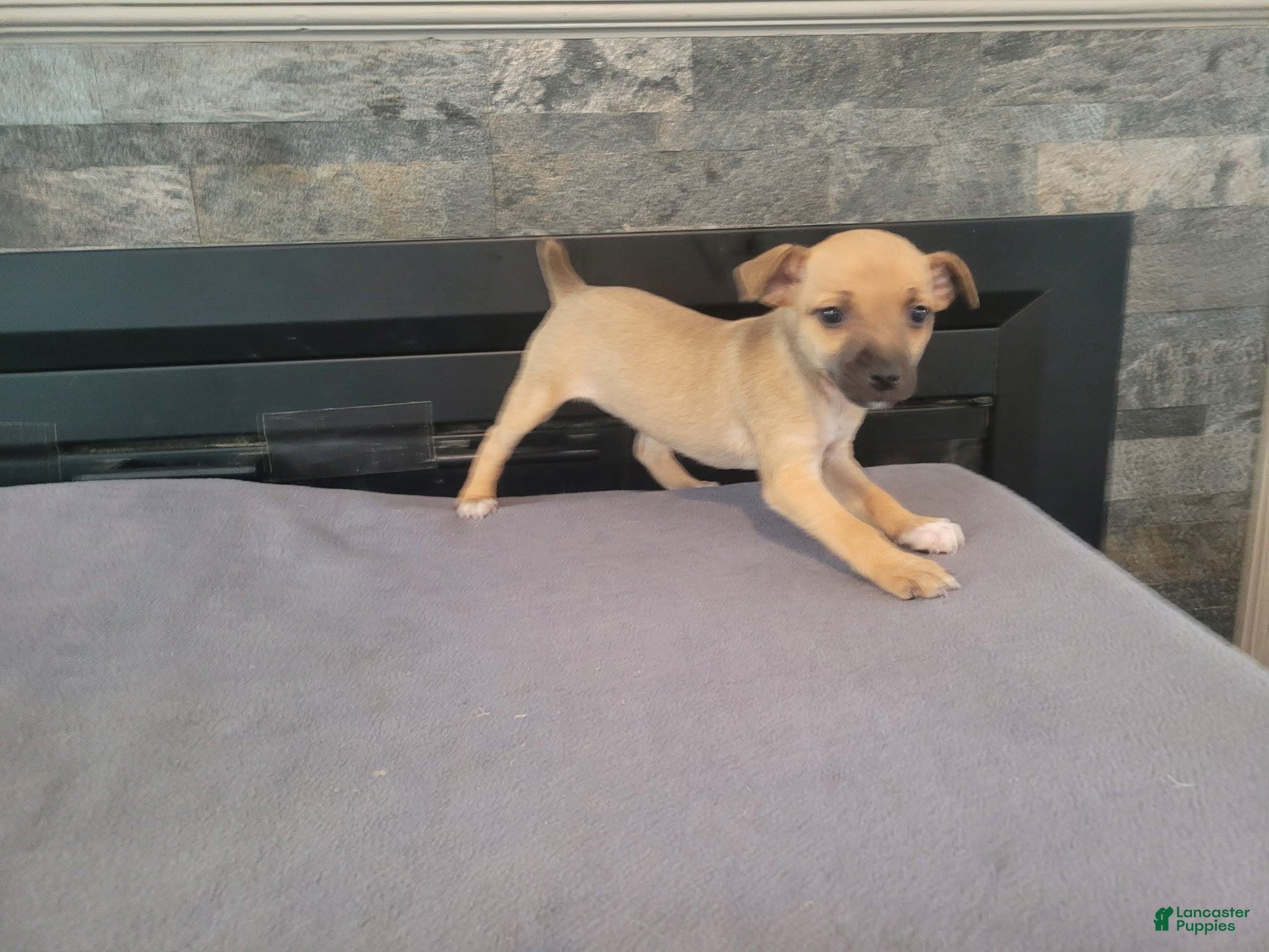 Jack Russell Terrier dogs Lady  - Ad 2